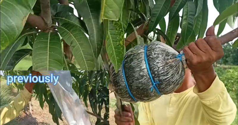 Youtube.com/Gha Agri Tv